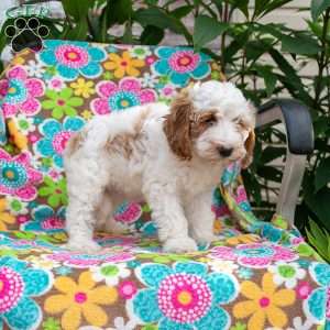Ruthie, Mini Goldendoodle Puppy